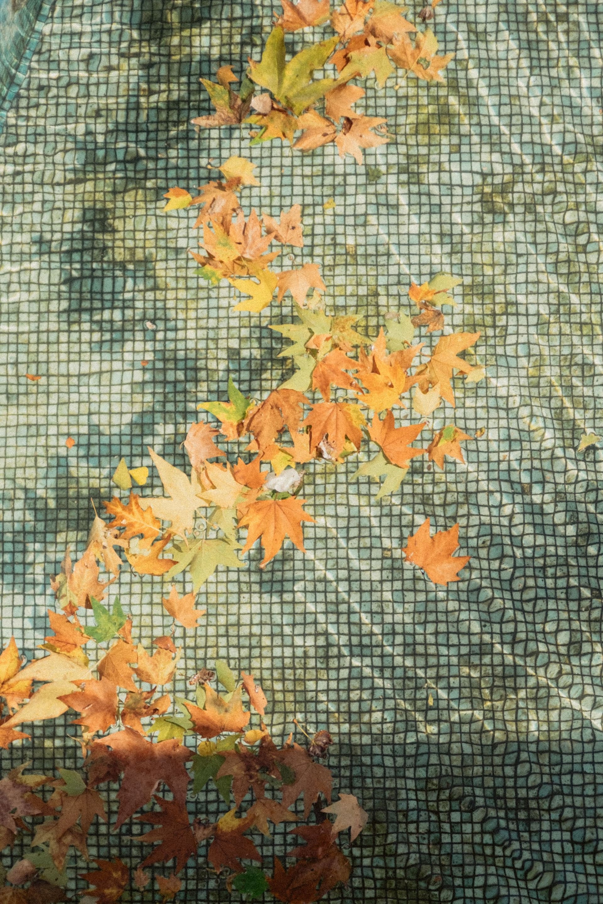 Autumn leaves floating over a tiled pool floor